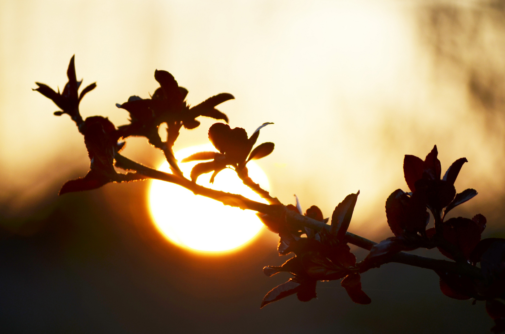 Ast bei Sonnenuntergang