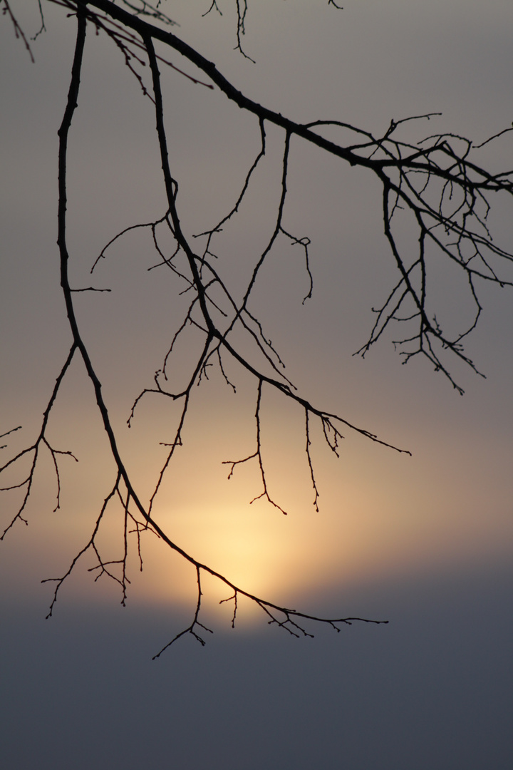 Ast im Sonnenuntergang