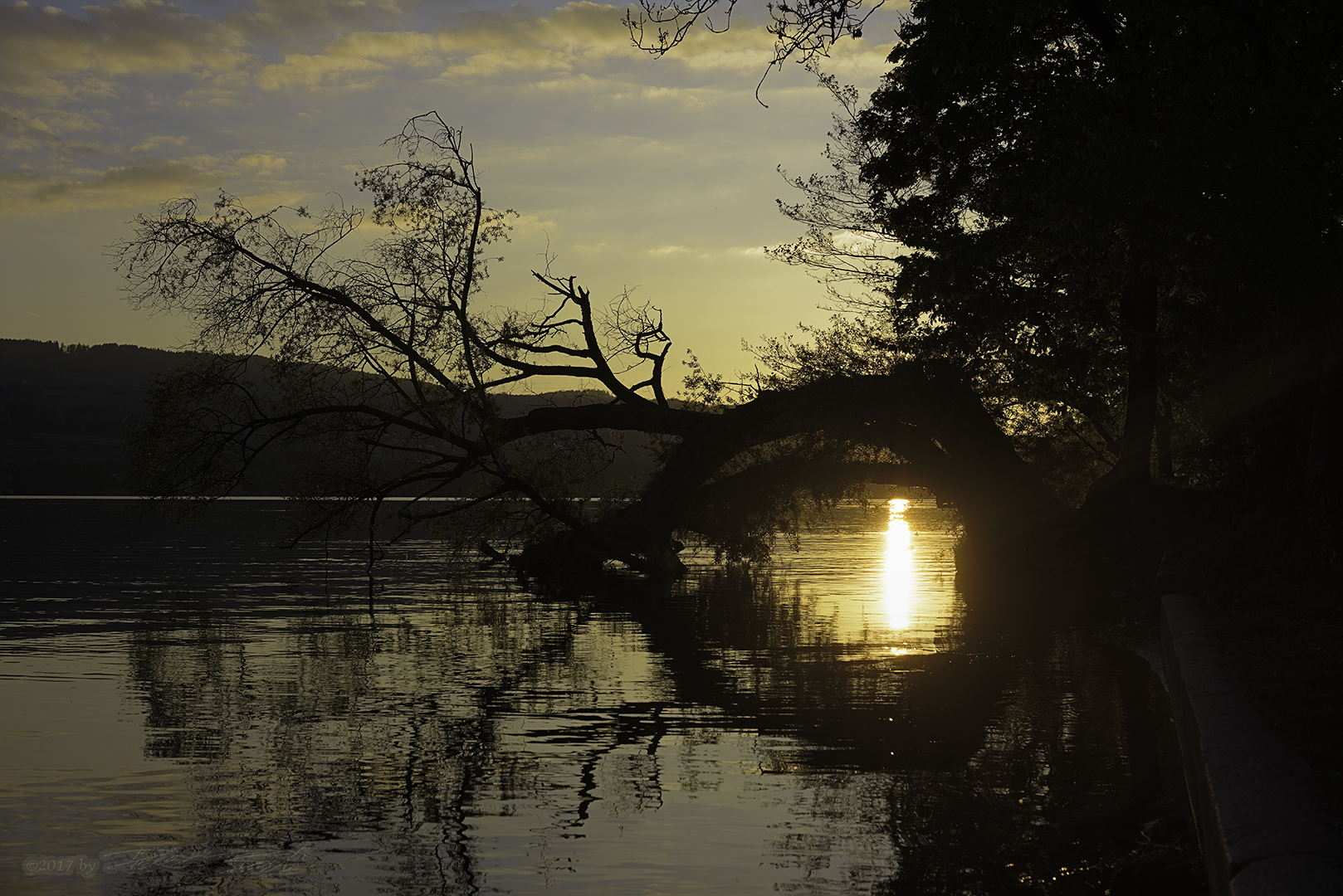 Ast im Sonnenuntergang