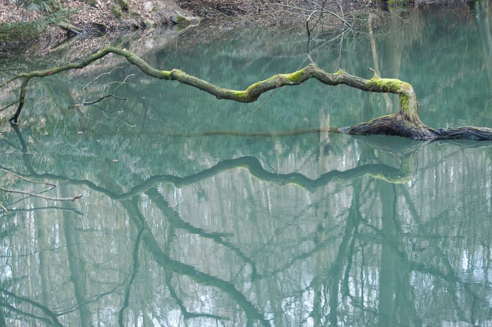 Ast im Teich von M. Alcalde 