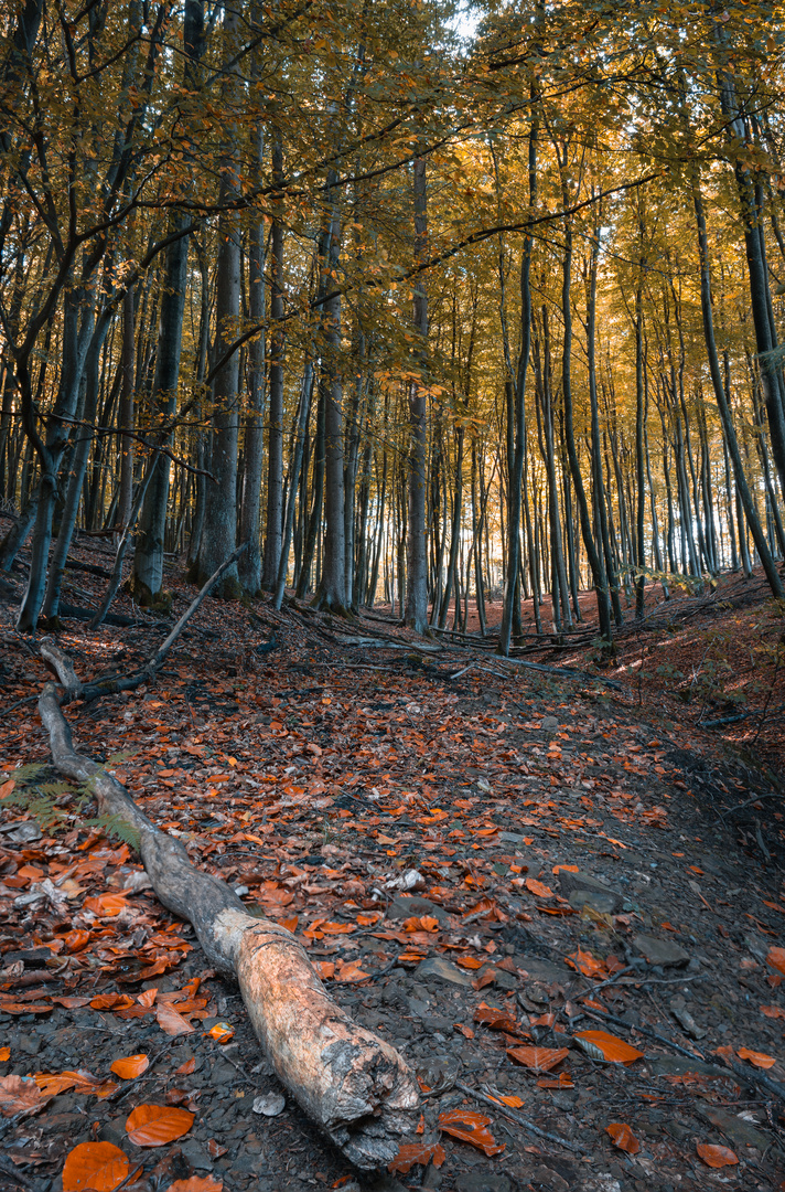 Ast im Wald