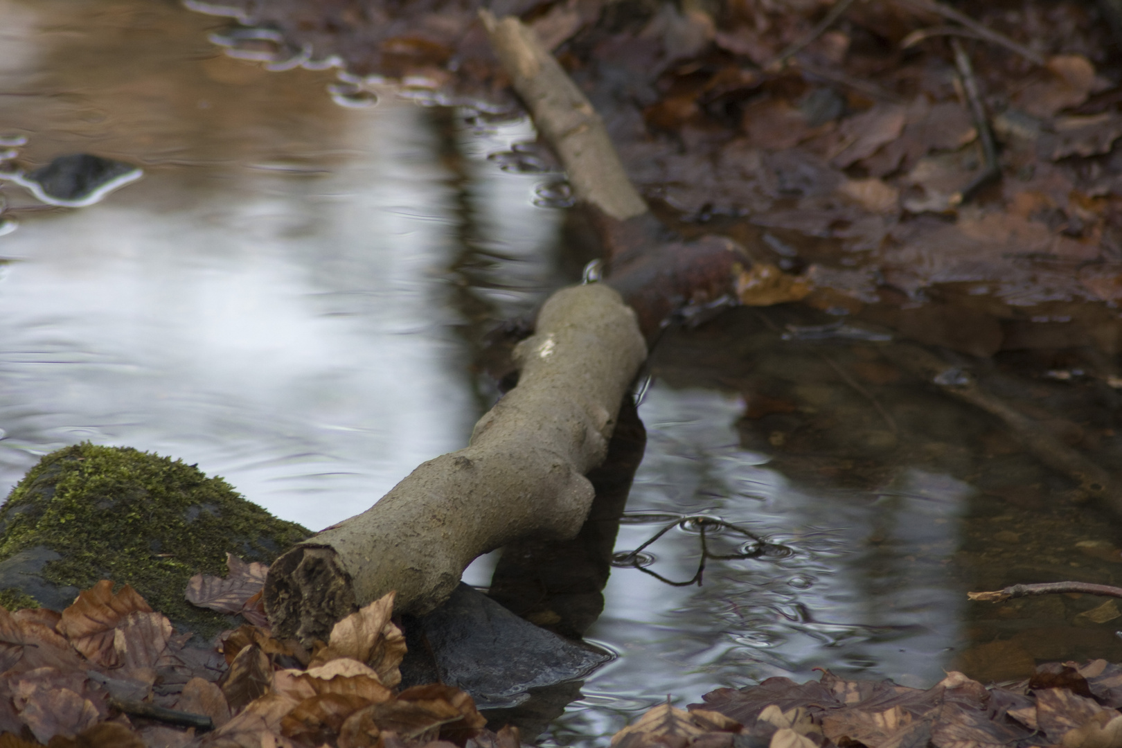 Ast im Wasser