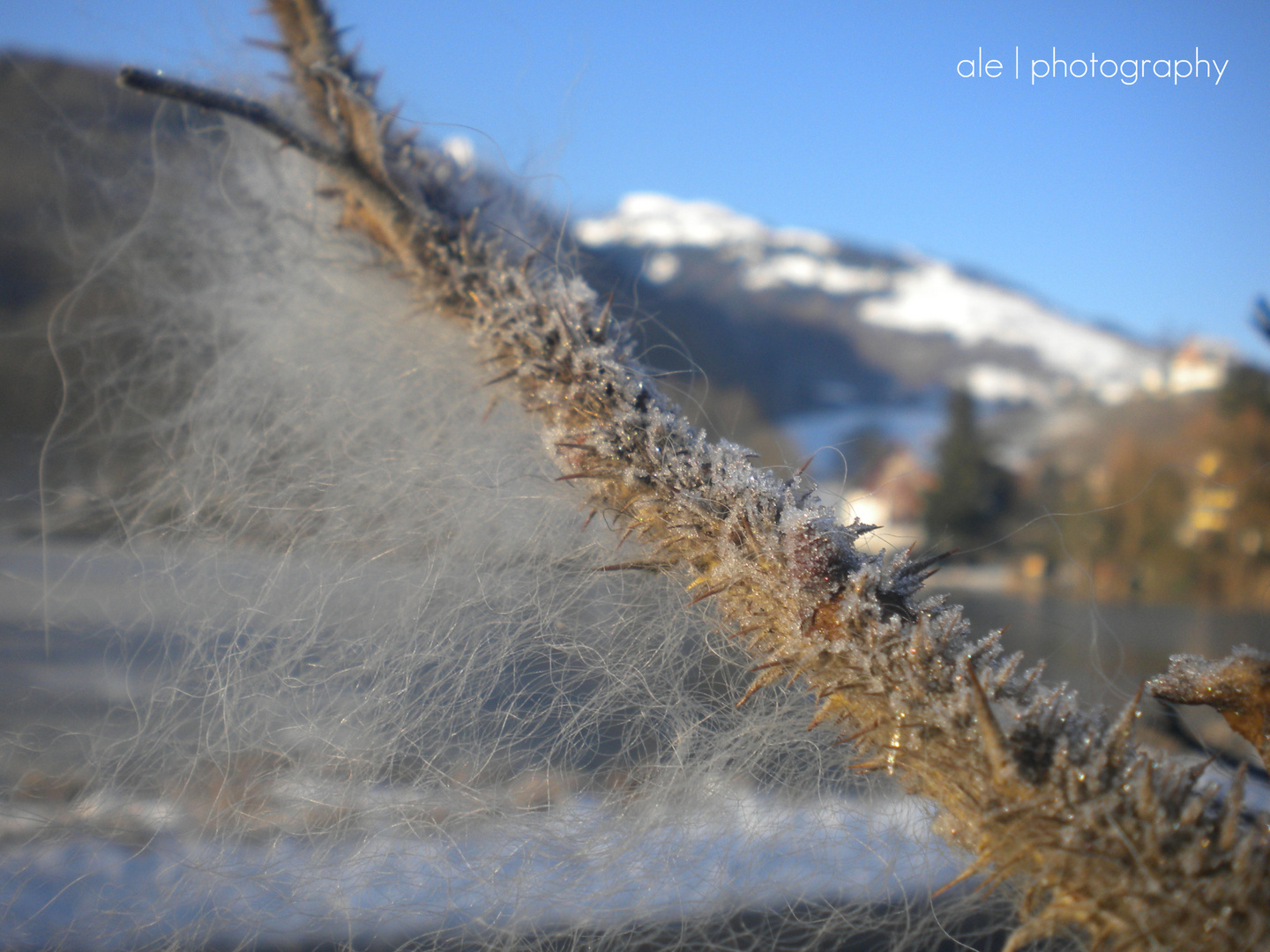 Ast in Winterlandschaft