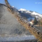 Ast in Winterlandschaft