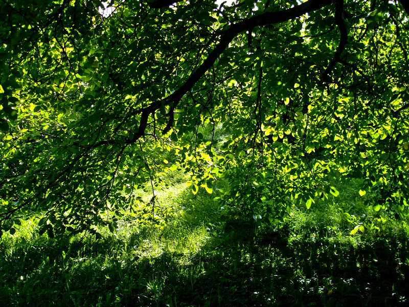 Ast mit Blättern Foto & Bild | pflanzen, pilze & flechten, bäume, blatt