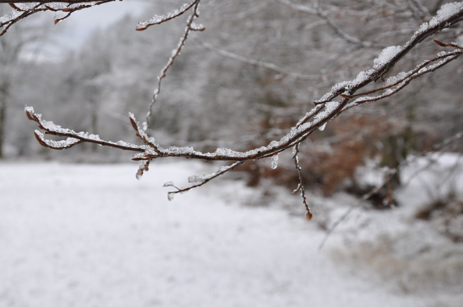 Ast mit Eisschicht