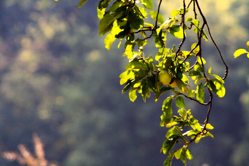 Ast mit Früchten Foto & Bild landschaft, bäume, baum Bilder auf