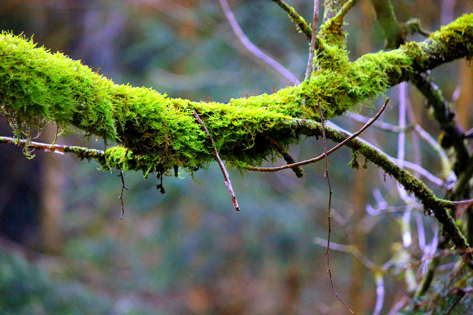 Ast mit Moosschicht Foto & Bild | anfängerecke - nachgefragt