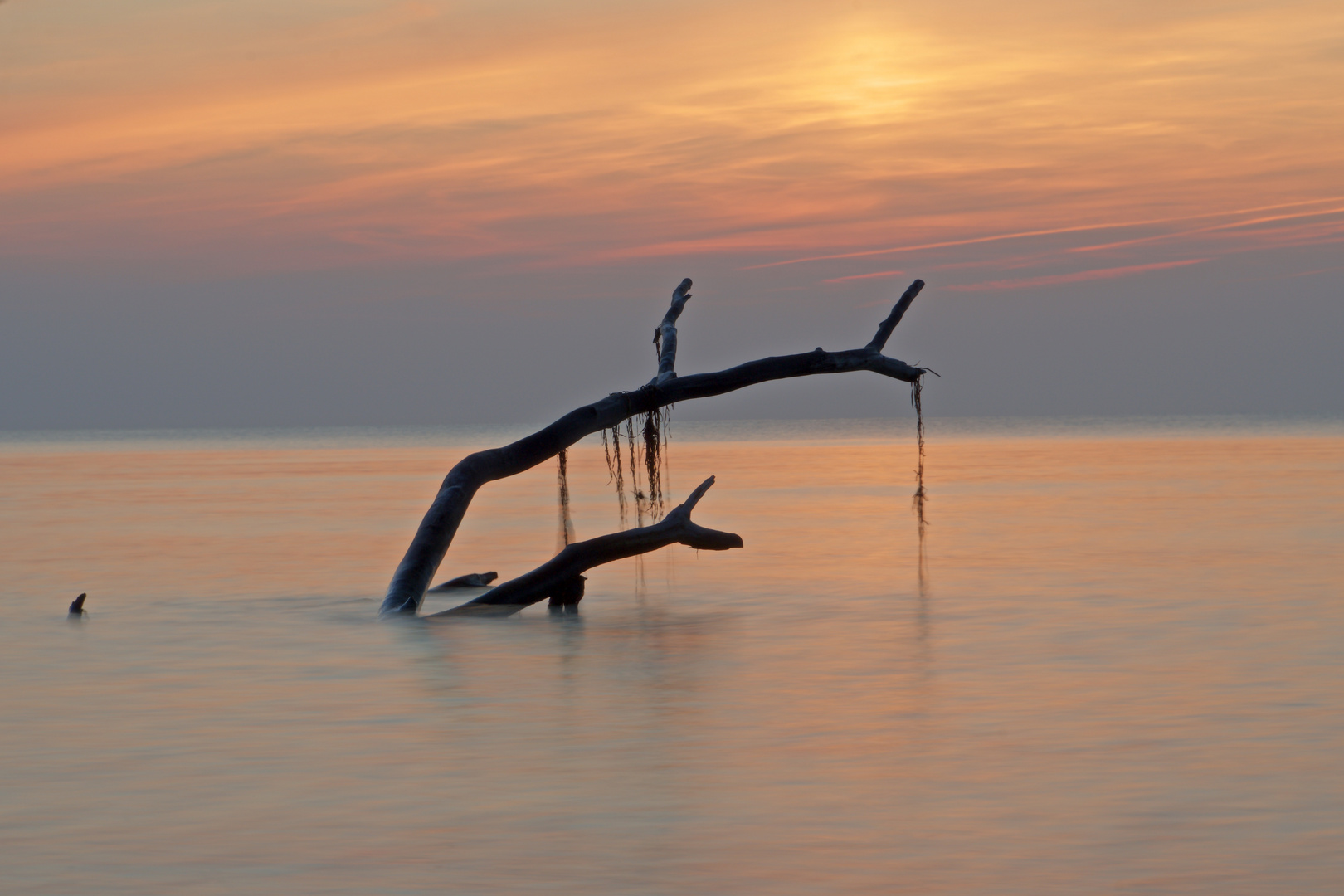 Ast mit Tang im Meer bei Sonnenuntergang