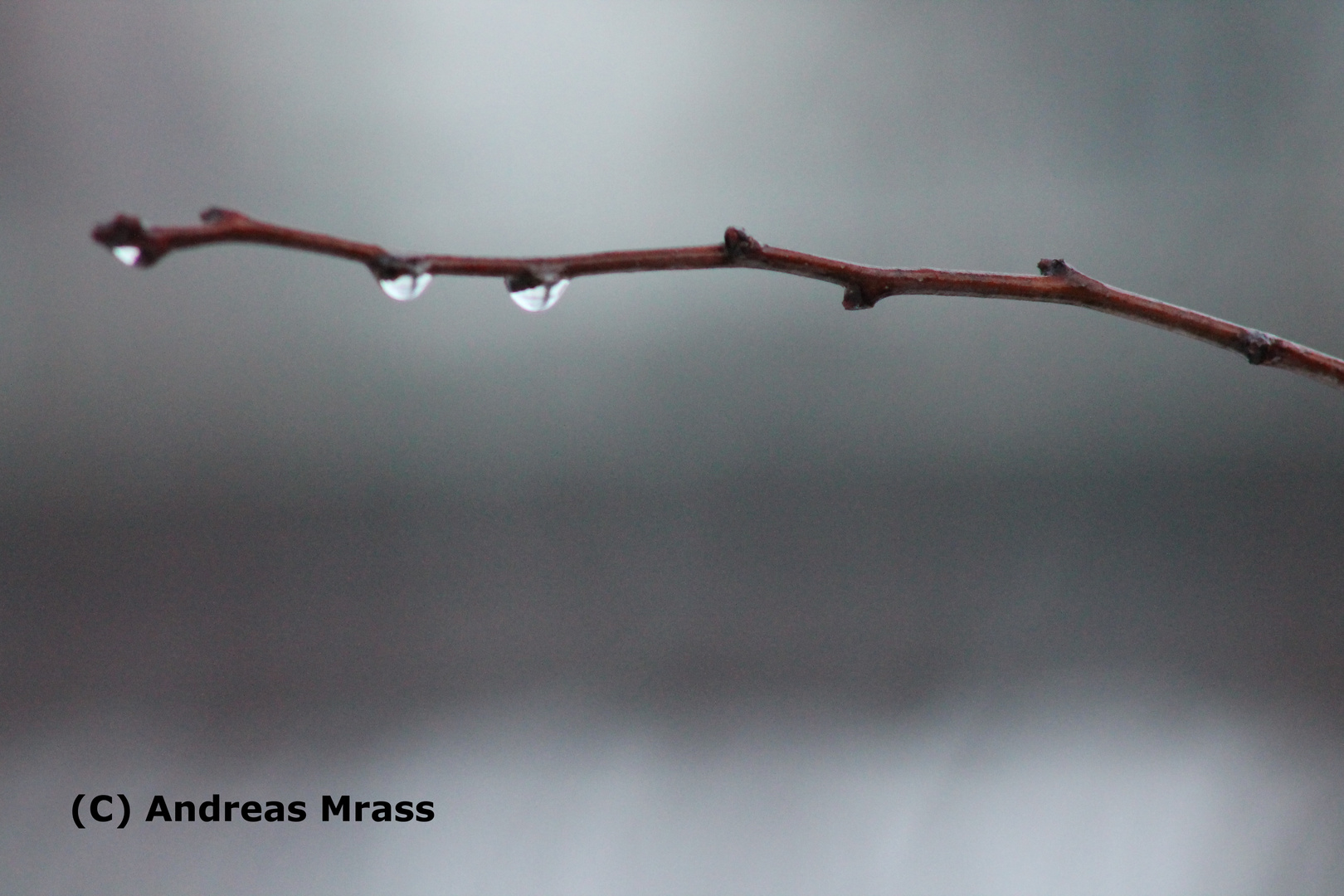 Ast mit Wassertropfen