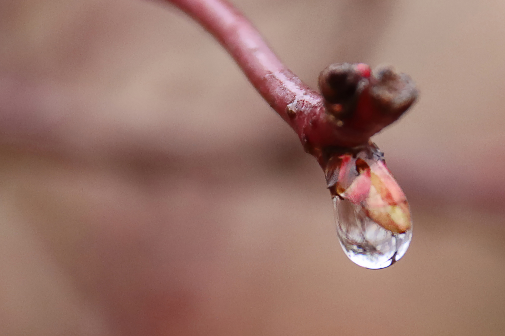 Ast Tropfen wasser