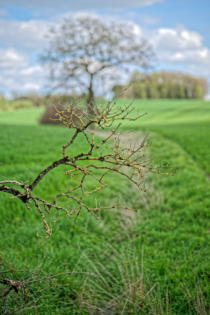 Ast vor Baum