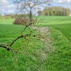 Ast vor Baum