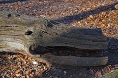 Ast-Wesen