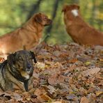 Asta, Caneli und Poldi: Könnt ihr mal hier her gucken? 02