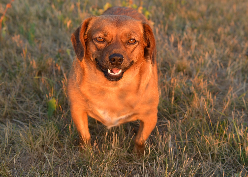 Asta: Ein Feuerhund 01