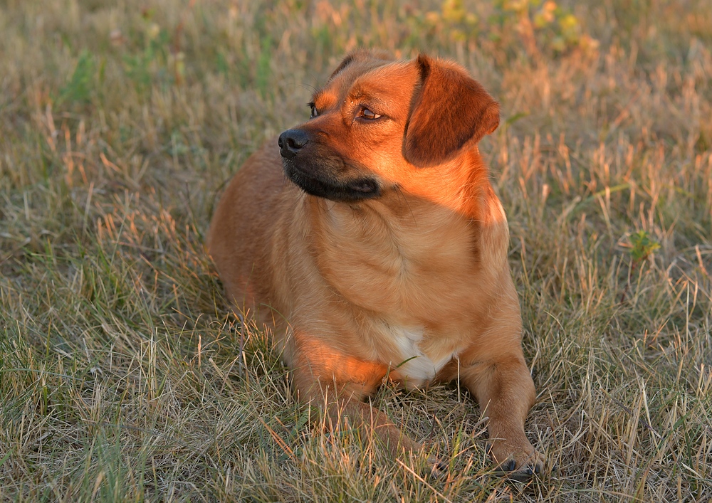 Asta: Ein Feuerhund 04