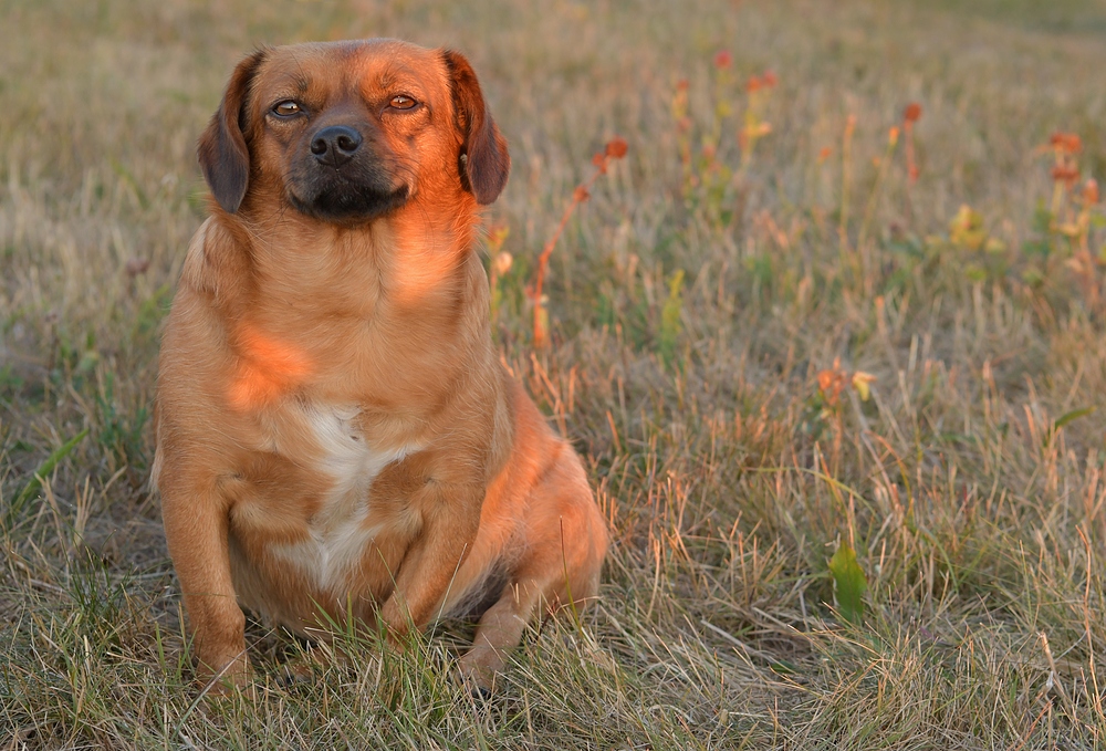 Asta: Ein Feuerhund 07