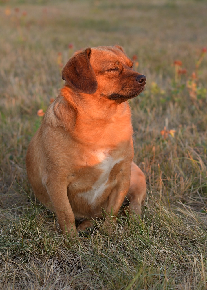 Asta: Ein Feuerhund 09