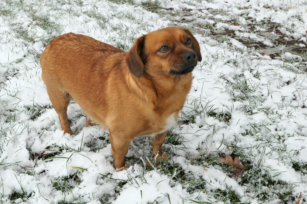 Asta: Kleiner Hund mit (noch) wenig Schnee