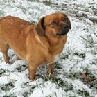 Asta: Kleiner Hund mit (noch) wenig Schnee