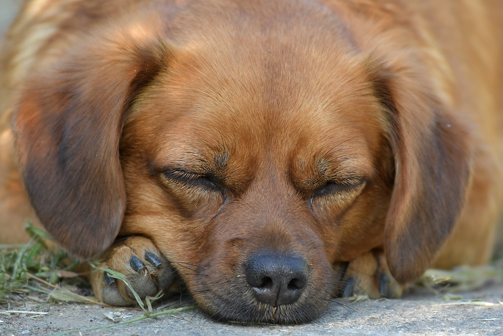 Asta: Wecke ruhig mal schlafende Hunde 01