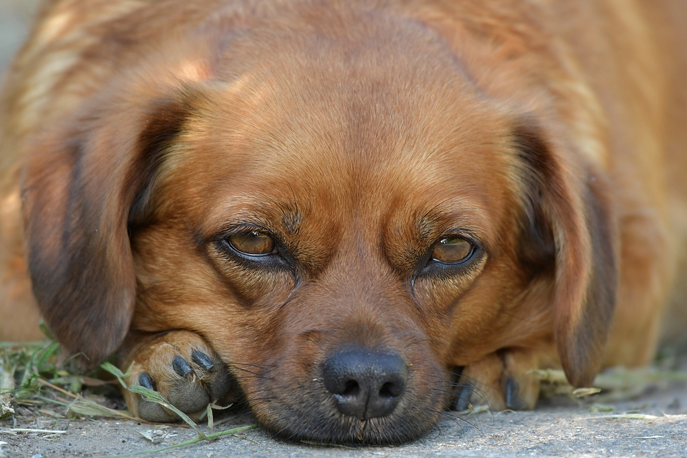 Asta: Wecke ruhig mal schlafende Hunde 02