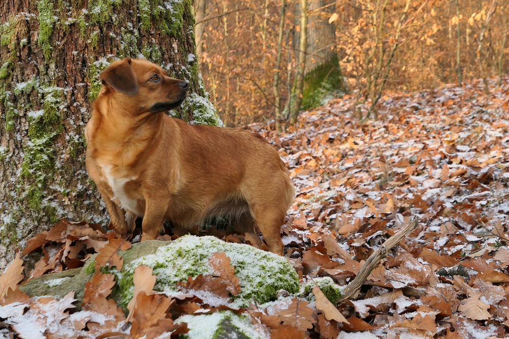 Asta: Winter im Cratzenbacher Wald 01