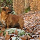 Asta: Winter im Cratzenbacher Wald 01