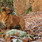 Asta: Winter im Cratzenbacher Wald 01