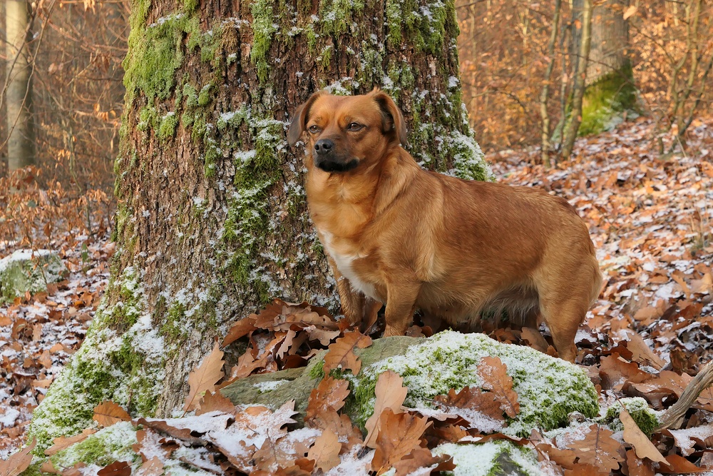 Asta: Winter im Cratzenbacher Wald 02