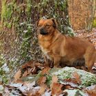 Asta: Winter im Cratzenbacher Wald 02