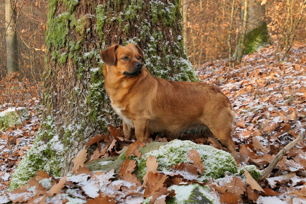 Asta: Winter im Cratzenbacher Wald 03