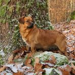 Asta: Winter im Cratzenbacher Wald 03