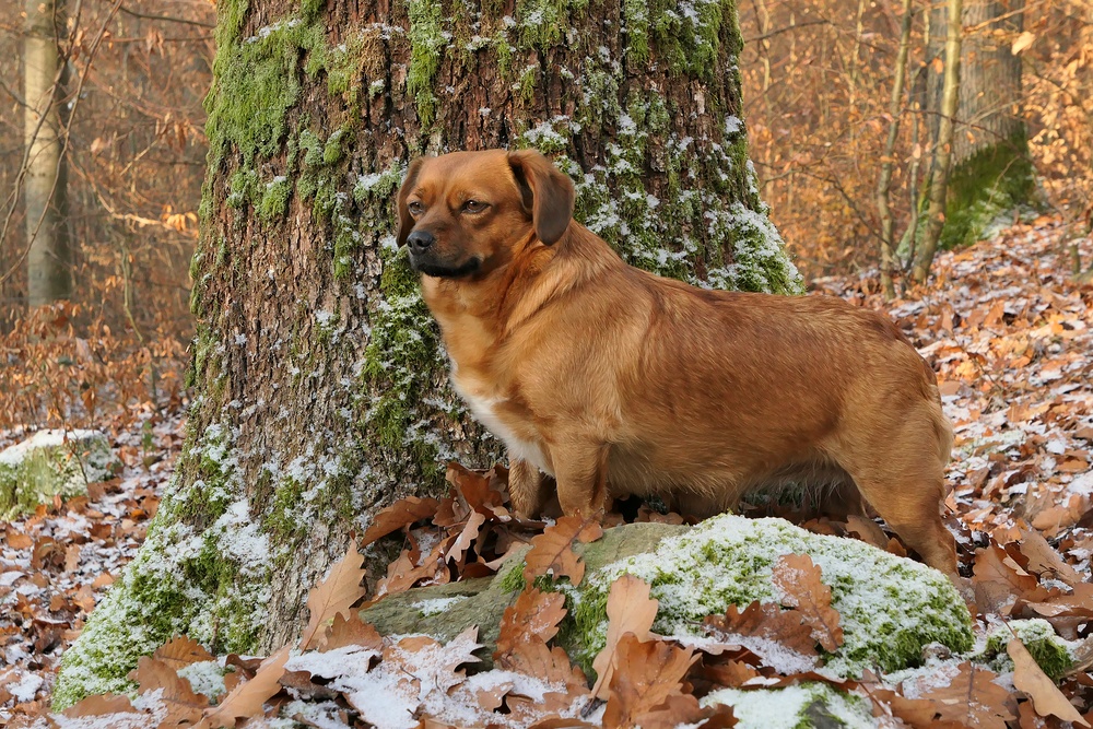 Asta: Winter im Cratzenbacher Wald 04