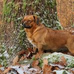 Asta: Winter im Cratzenbacher Wald 04