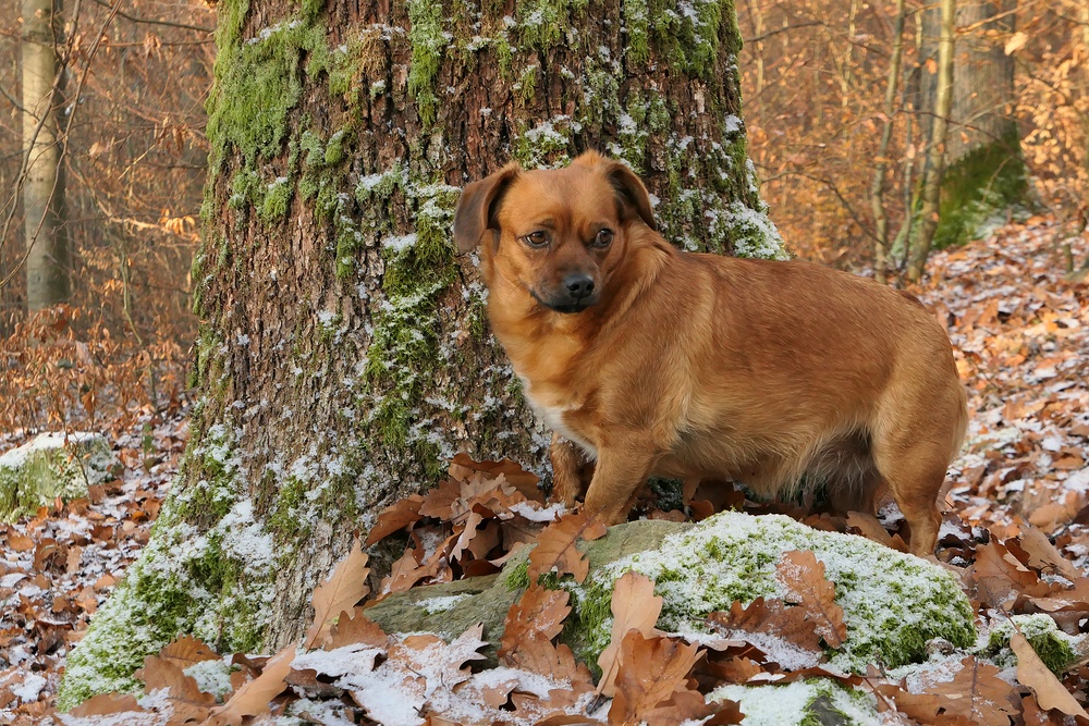 Asta: Winter im Cratzenbacher Wald 05