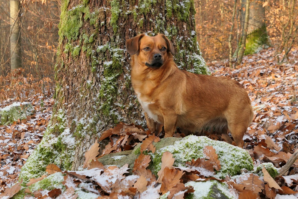 Asta: Winter im Cratzenbacher Wald 06