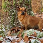 Asta: Winter im Cratzenbacher Wald 06