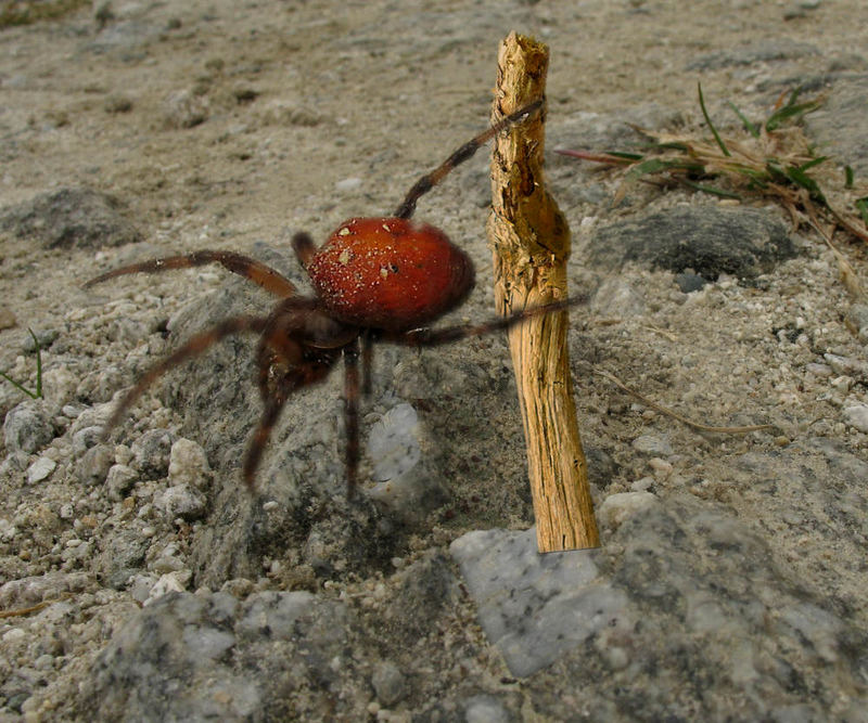 ASTaneus quadripunctatus