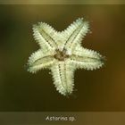 Astarina sp. - Gänsefuss Seestern