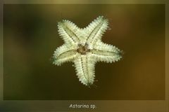 Astarina sp. - Gänsefuss Seestern