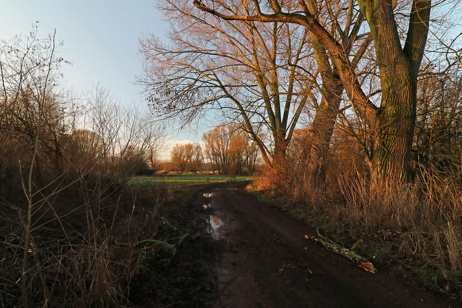 Astbruch am Weg