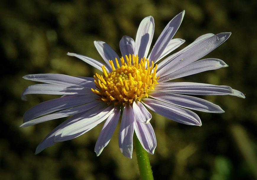 Aster 01