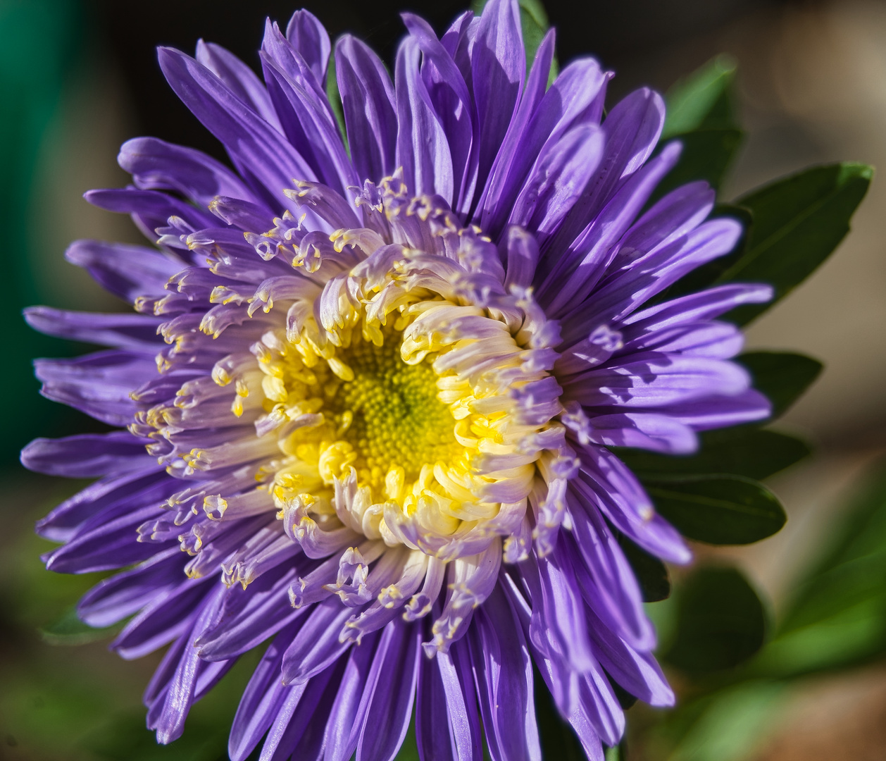 Aster