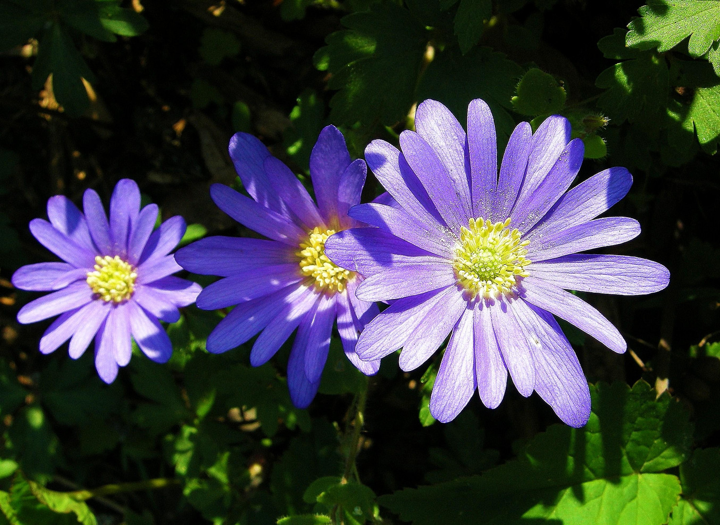 Aster