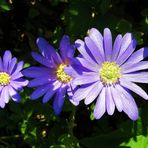 Aster