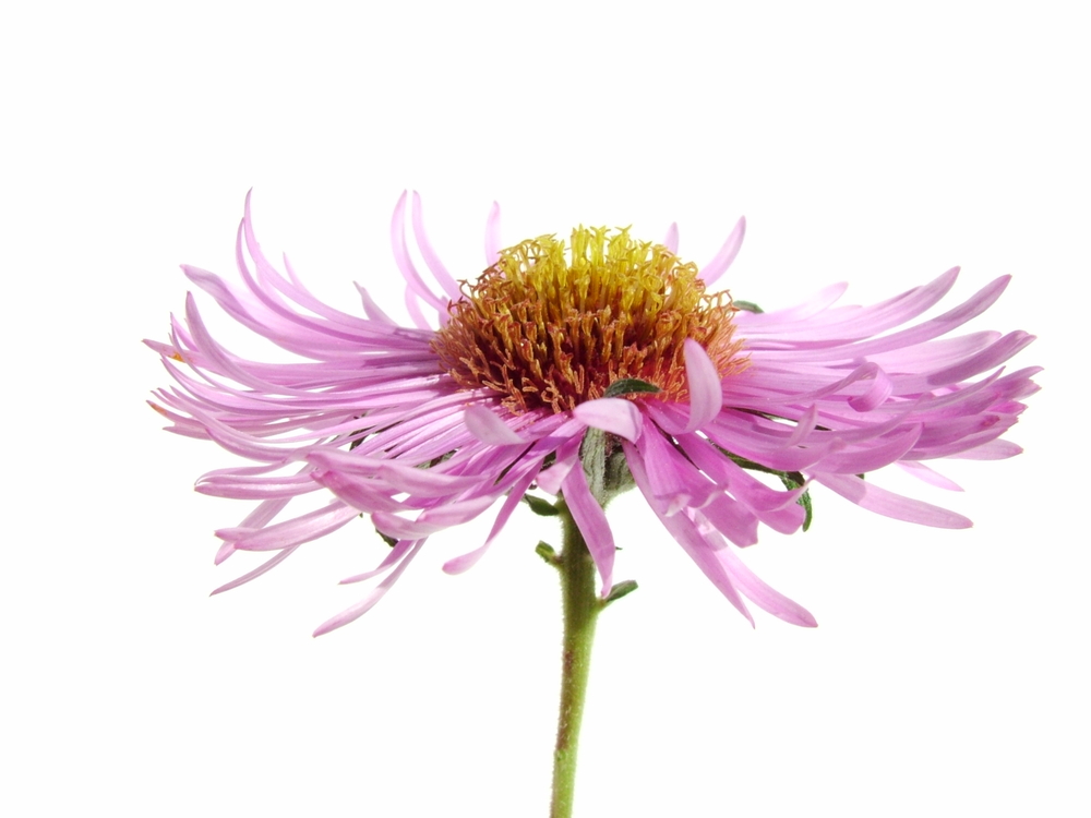 Aster