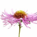 Aster