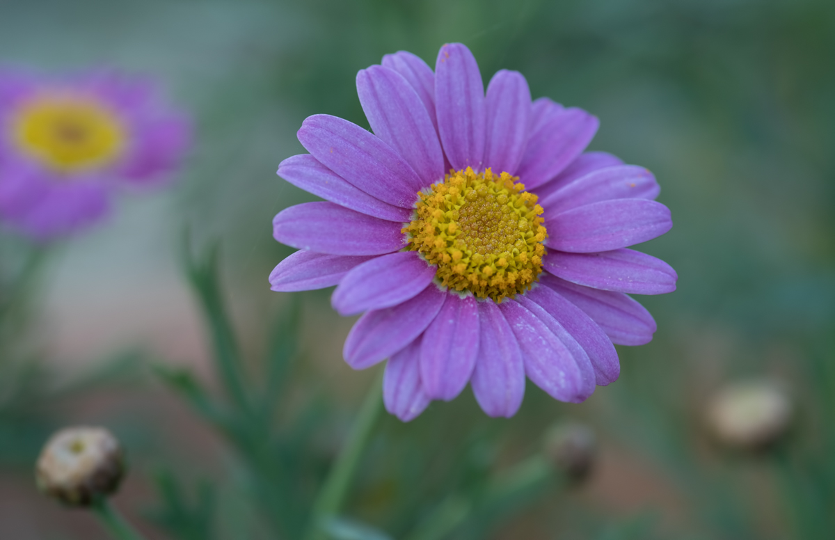 Aster